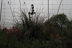 Hesperaloe engelmannii