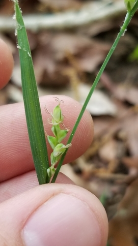 Coastal Plain Sedge (Carex crebriflora)
