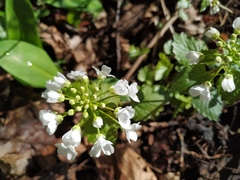 Pachyphragma macrophyllum