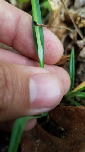 Image of Carex crebriflora by (c) Jeff Wilson, some rights reserved (CC BY)