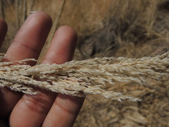 Muhlenbergia robusta