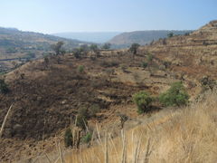 Muhlenbergia robusta
