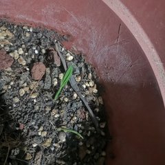 Coccothrinax argentata