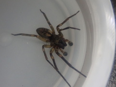 Amaurobioides picuna