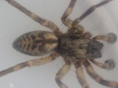Amaurobioides picuna