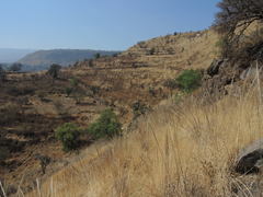 Muhlenbergia robusta