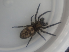 Amaurobioides picuna