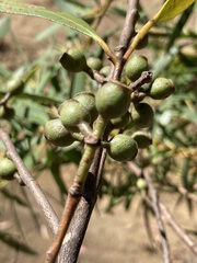 Eucalyptus stricta