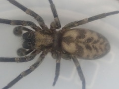 Amaurobioides picuna