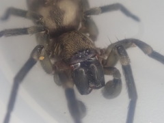 Amaurobioides picuna