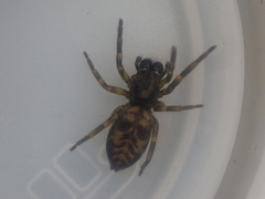 Amaurobioides picuna