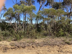 Eucalyptus stricta