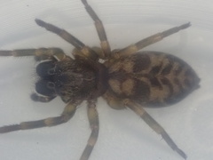 Amaurobioides picuna