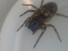 Amaurobioides picuna