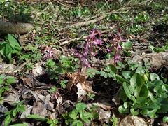 Corydalis caucasica