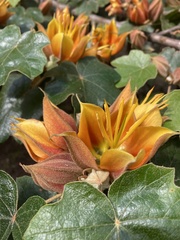 ×chiranthofremontia lenzii