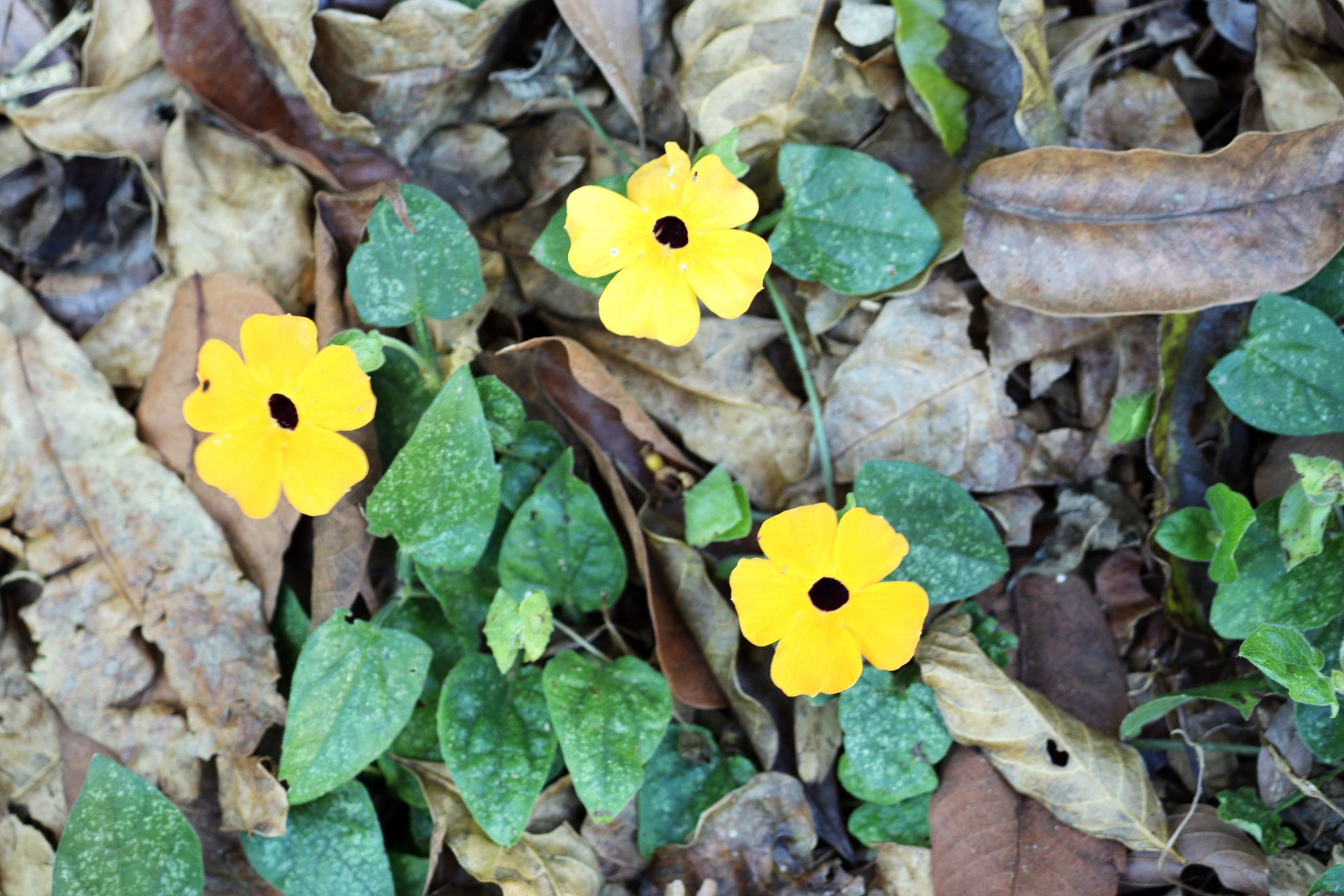 Thunbergia alata
