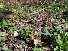 Corydalis caucasica