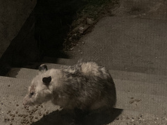 Didelphis virginiana