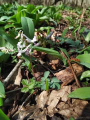 Corydalis caucasica