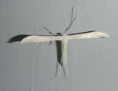 Hellinsia homodactylus