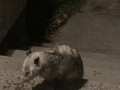 Didelphis virginiana