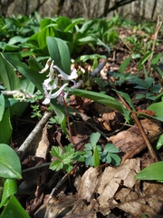 Corydalis caucasica