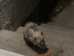 Didelphis virginiana