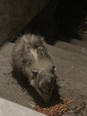 Didelphis virginiana