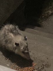 Didelphis virginiana
