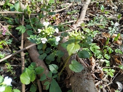 Pachyphragma macrophyllum