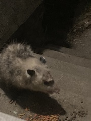 Didelphis virginiana