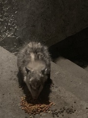Didelphis virginiana
