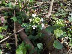 Pachyphragma macrophyllum