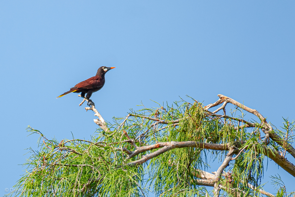 Montezuma Oropendola from Parque Ecológico y Recreativo 