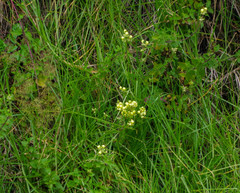 Calceolaria hyssopifolia