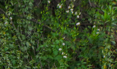 Alonsoa meridionalis