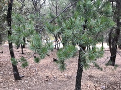 Pinus cembroides bicolor