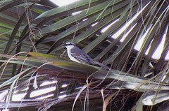 Mimus gilvus antillarum