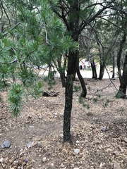 Pinus cembroides bicolor