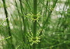 Southern Giant Horsetail - Photo (c) Steven Severinghaus, some rights reserved (CC BY-NC-SA)