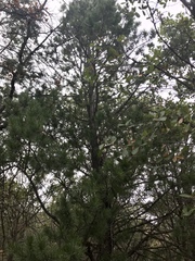 Pinus cembroides bicolor