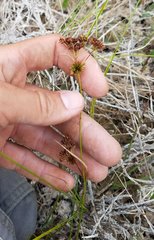Rhynchospora microcarpa