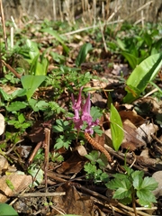 Corydalis caucasica