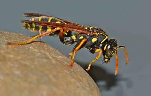 Asian Paper Wasp photo 4
