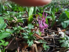 Corydalis caucasica