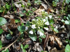 Pachyphragma macrophyllum