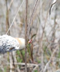 Orchelimum concinnum