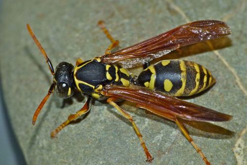 Asian Paper Wasp photo 3
