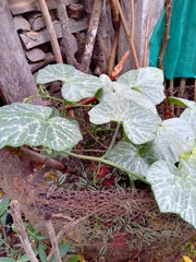 Cucurbita